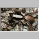 Xerolycosa nemoralis - Wolfsspinne 01e 7mm.jpg